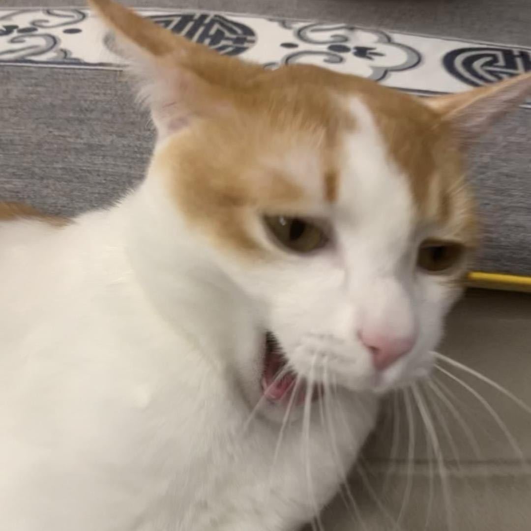 叶梓豪 - 经济发展局