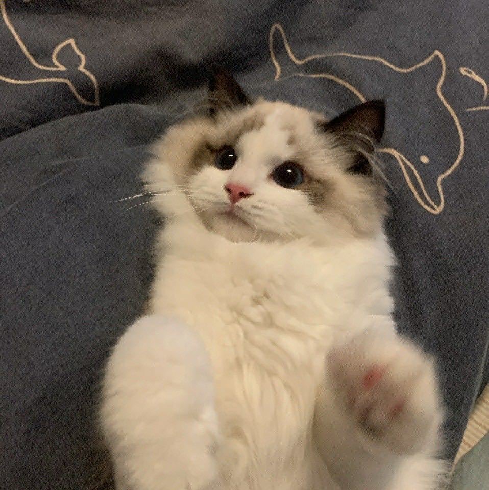 董德照 - 首席翻译